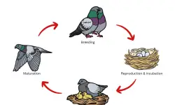 The Life Cycle of the Pigeons: From Egg to Urban Aviator