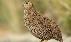20 Fascinating Characteristics of Quail