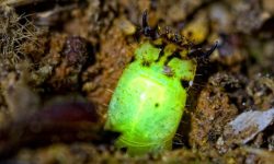 Meet the Amazon Click Beetle: Nature’s Living Lightbulb
