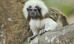 What Makes the Saguinus oedipus So Unique?