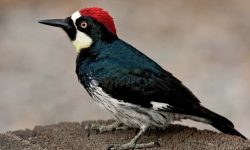 12 Fascinating Characteristics of Woodpeckers