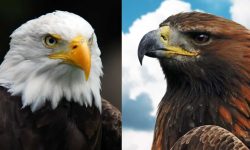Golden Eagle vs Bald Eagle: 10 Key Differences You Must Know