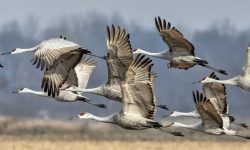 How Do Migrating Birds Know Where to Go