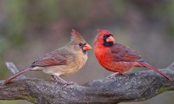 Male and Female Cardinals Differences You Should Know