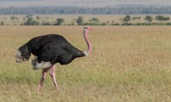 10 Facts About the Biggest Bird in the World You Didn’t Know