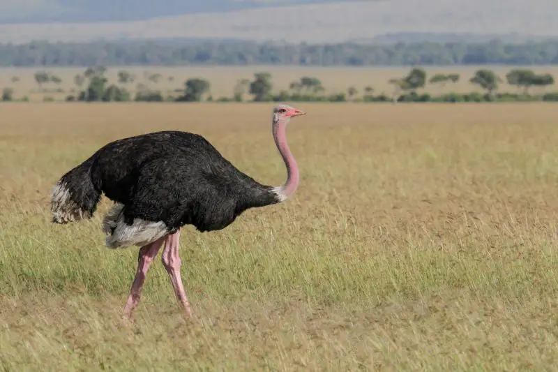 Biggest Bird in the World