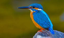 Common Kingfisher: Identification, Behavior, Diet, Fun Facts