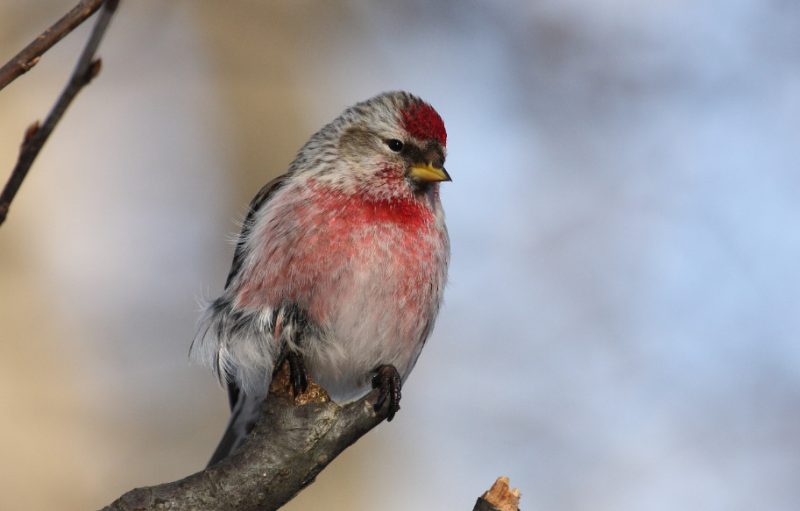 Red Birds in Michigan