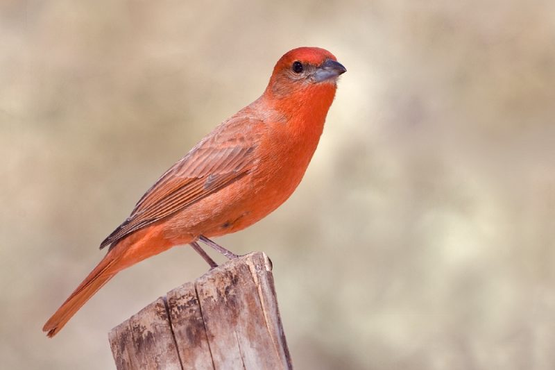 Red Birds in Michigan