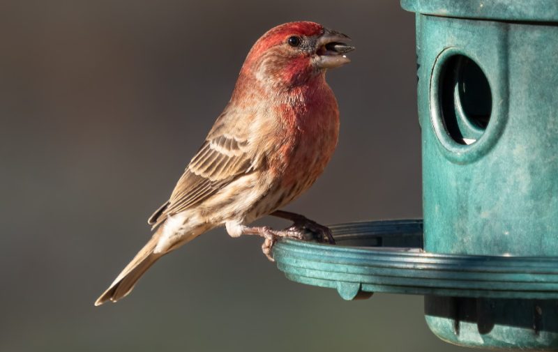 Red Birds in Michigan