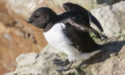 Little Auk Migration: Why These Tiny Seabirds Travel So Far