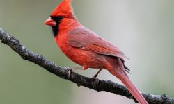 14 Types of Red Birds in Michigan (Pictures and Identification)