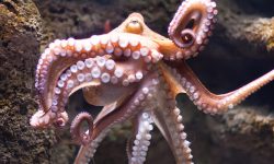 What Do Octopus Eat? 20 Foods Octopuses Hunt in the Wild