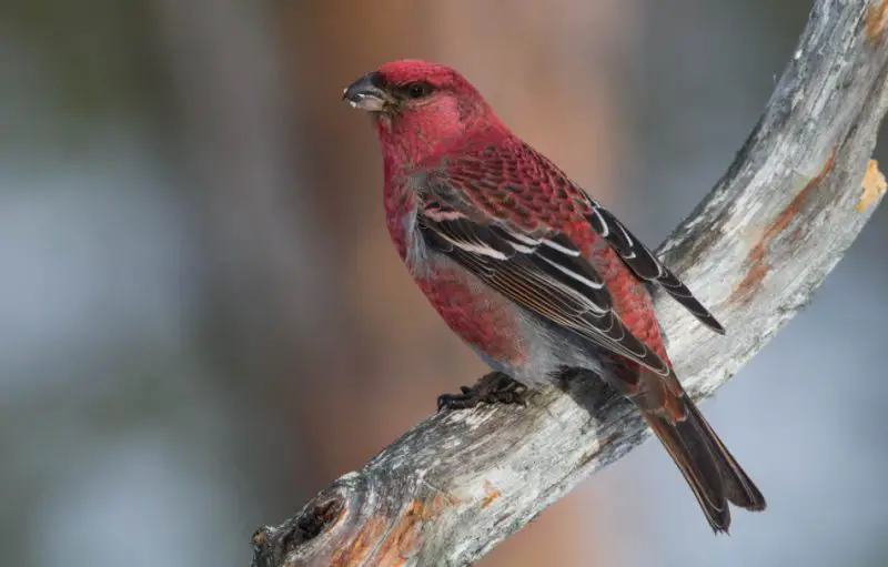 Red Birds in Michigan
