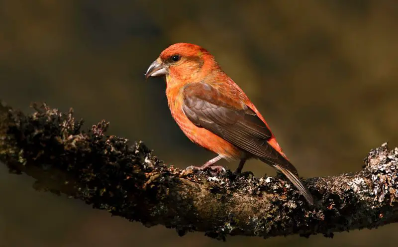 Red Birds in Michigan