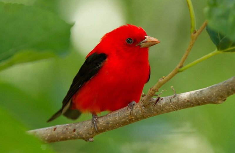 Red Birds in Michigan