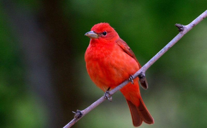 Red Birds in Michigan