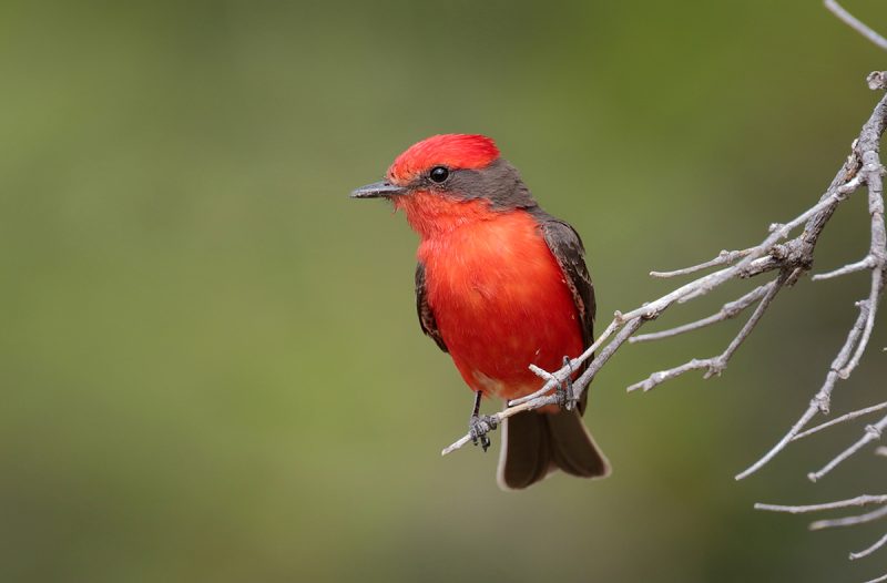 Red Birds in Michigan