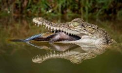 What Do Alligators Eat? 20 Foods They Love the Most