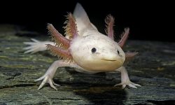What Do Axolotls Eat? 20 Best Foods for Healthy Growth