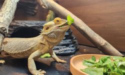 What Do Bearded Dragons Eat? 20 Foods They Love the Most