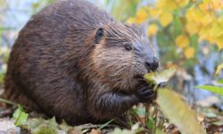 What Do Beavers Eat? 20 Surprising Foods They Love in the Wild