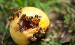 What Do Bees Eat? 20 Foods They Love the Most