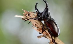 What Do Beetles Eat? 20 Foods Beetles Consume in Nature