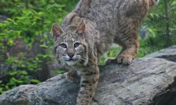 What Do Bobcats Eat? 20 Foods Bobcats Hunt and Consume
