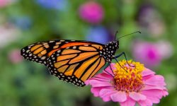 What Do Butterflies Eat? 20 Foods They Love the Most