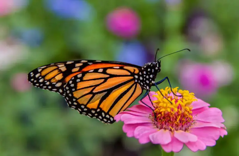 What Do Butterflies Eat