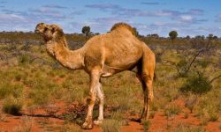 What Do Camels Eat? 20 Foods Camels Consume in the Wild