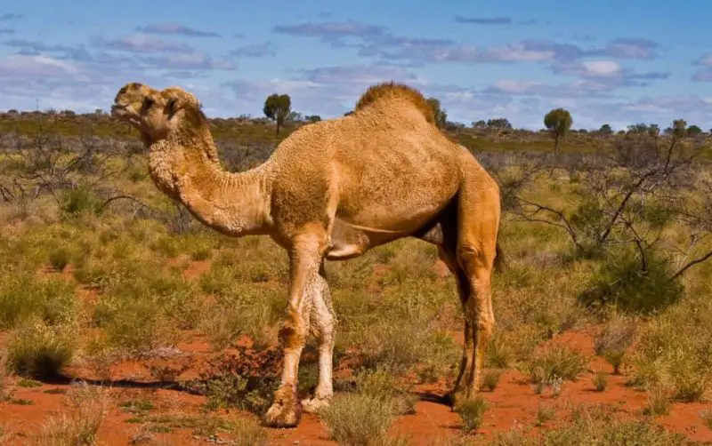 What Do Camels Eat