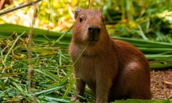 What Do Capybaras Eat? 20 Foods They Love the Most