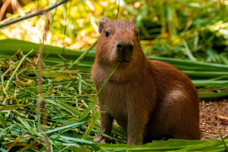 What Do Capybaras Eat