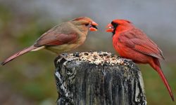 What Do Cardinals Eat? 20 Foods Cardinals Love in the Wild