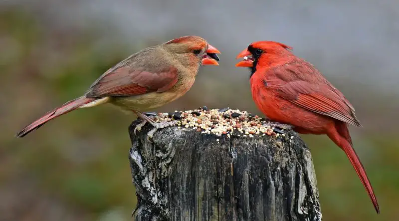 What Do Cardinals Eat