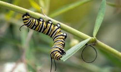 What Do Caterpillars Eat? 20 Foods Caterpillars Love Most