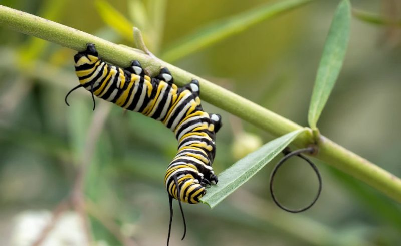 What Do Caterpillars Eat