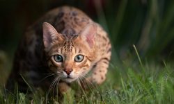 What Do Cats Eat? 20 Surprising Foods Cats Actually Enjoy