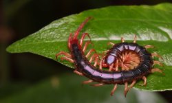 What Do Centipedes Eat? 20 Foods Centipedes Hunt in the Wild