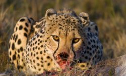 What Do Cheetahs Eat in the Wild? 20 Foods They Hunt Most