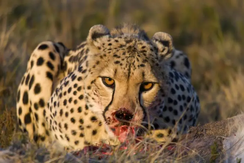 What Do Cheetahs Eat