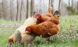 What Do Chickens Eat? 20 Surprising Foods Backyard Hens Love