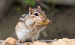 What Do Chipmunks Eat? 20 Foods They Love the Most