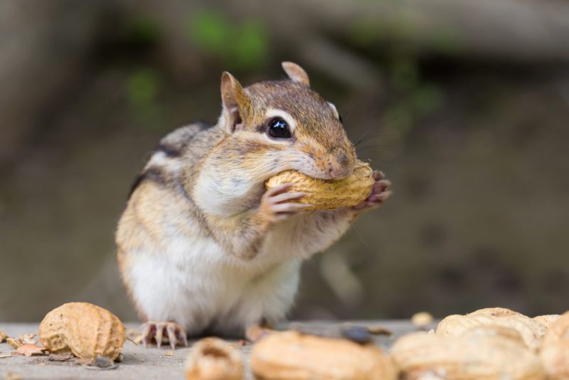 What Do Chipmunks Eat