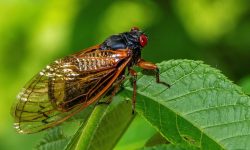 What Do Cicadas Eat? 20 Foods They Love the Most
