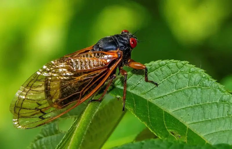 What Do Cicadas Eat