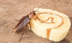 What Do Cockroaches Eat? 20 Foods Roaches Are Attracted To
