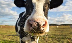 What Do Cows Eat? 20 Foods They Love the Most